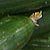 Zucchine King Size