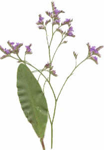 La Saladelle
